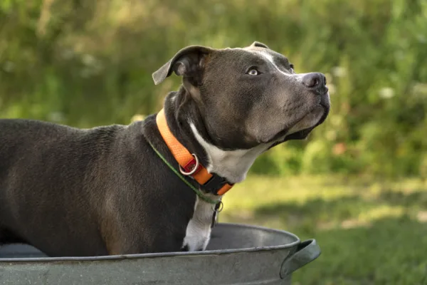 Dog collar battery